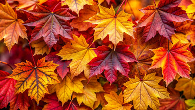 Autumn Color Trends You’ll See Everywhere